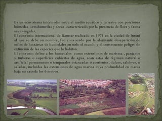 Es un ecosistema intermedio entre el medio acuático y terrestre con porciones húmedas, semihumedas y secas, caracterizado por la presencia de flora y fauna muy singular. El convenio internacional de Ramsar realizado en 1971 en la ciudad de Inrani al que se debe su nombre, fue convocado por la alarmante desaparición de miles de hectáreas de humedales en todo el mundo y el consecuente peligro de extinción de las especies que lo habitan. El convenio define a los humedales  como extensiones de marisma , pantanos y turberas o superficies cubiertas de agua, sean estas de régimen natural o artificial permanentes o temporales estancadas o corrientes, dulces, salobres, o saladas, incluidas las extensiones de agua marina cuya profundidad en marea baja no exceda los 6 metros.   ¿QUE ES UN HUMEDAL? 