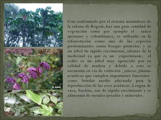 Esta conformado por el sistema montañoso de la sabana de Bogotá, hay una gran cantidad de vegetación como por ejemplo el  saúco (peruano y colombiano), es utilizado en la reforestación como una de las especies predominantes como bosque protector, y es un árbol de rápido crecimiento, además de la medicinal ya que es un  expectorante,  el cedro es un árbol muy apetecido por su calidad de madera y debido a esto se encuentra en vía de extinción , juncos, plantas acuáticas que cumplen importantes funciones  como brindar medio adecuado para la reproducción de las aves acuáticas. Lengua de vaca, buchón, son de rápido crecimiento y se alimentan de metales pesados y minerales.  FLORA 