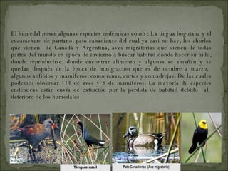 El humedal posee algunas especies endémicas como : La tingua bogotana y el cucarachero de pantano, pato canadiense del cual ya casi no hay, los chorlos que vienen  de Canadá y Argentina, aves migratorias que vienen de todas partes del mundo en época de invierno a buscar habitad donde hacer su nido, donde reproducirse, donde encontrar alimento y algunas se amañan y se quedan después de la época de inmigración que es de octubre a marzo,  algunos anfibios y mamíferos, como ranas, curíes y comadrejas. De las cuales podemos observar 114 de aves y 8 de mamíferos. La mayoría de especies endémicas están envía de extinción por la perdida de habitad debido  al  deterioro de los humedales FAUNA 