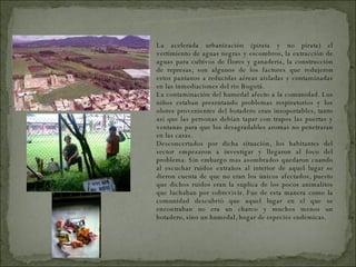 La acelerada urbanización (pirata y no pirata) el vertimiento de aguas negras y escombros, la extracción de aguas para cultivos de flores y ganadería, la construcción de represas, son algunos de los factores que redujeron estos pantanos a reducidas aéreas aisladas y contaminadas en las inmediaciones del rio Bogotá. La contaminación del humedal afecto a la comunidad. Los niños estaban presentando problemas respiratorios y los olores provenientes del botadero eran insoportables, tanto así que las personas debían tapar con trapos las puertas y ventanas para que los desagradables aromas no penetraran en las casas. Desconcertados por dicha situación, los habitantes del sector empezaron a investigar y llegaron al foco del problema. Sin embargo mas asombrados quedaron cuando al escuchar ruidos extraños al interior de aquel lugar se dieron cuenta de que no eran los únicos afectados, puesto que dichos ruidos eran la suplica de los pocos animalitos que luchaban por sobrevivir. Fue de esta manera como la comunidad descubrió que aquel lugar en el que se encontraban no era un charco y muchos menos un botadero, sino un humedal, hogar de especies endémicas. PROBLEMAS DEL HUMEDAL 