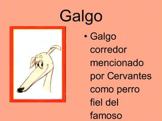 Galgo Galgo corredor mencionado por Cervantes como perro fiel del famoso caballero de la triste figura en sus cacerías. 