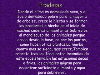 Praderas Donde el clima es demasiado seco, y el suelo demasiado pobre para la mayoria de arboles, crece la hierba y se forman las praderas.La hierba es el inicio de muchas cadenas alimentarias.Sobrevive al mordisqueo de los animales porque crece desde la base, no por las puntas, como hacen otras plantas.La hierba, cuanto mas se siega, mas crece.Tambien rebrota tras los frecuentes incendios de este ecosistema.En las estaciones secas o frias, los animales migran para encontrar suficiente alimento y agua para sobrevivir. 