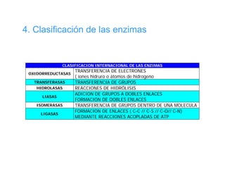 4. Clasificación de las enzimas


               CLASIFICACION INTERNACIONAL DE LAS ENZIMAS
                    TRANSFERENCIA DE ELECTRONES
 OXIDORREDUCTASAS
                    ( iones hidruro o átomos de hidrogeno
   TRANSFERASAS     TRANSFERENCIA DE GRUPOS
    HIDROLASAS      REACCIONES DE HIDRÓLISIS
                    ADICION DE GRUPOS A DOBLES ENLACES
      LIASAS
                    FORMACION DE DOBLES ENLACES
    ISOMERASAS      TRANSFERENCIA DE GRUPOS DENTRO DE UNA MOLECULA
                    FORMACION DE ENLACES ( C-C // C-S // C-O// C-N)
     LIGASAS
                    MEDIANTE REACCIONES ACOPLADAS DE ATP
 
