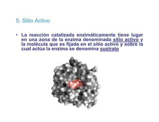 5 Sitio ct o
5. S t o Activo

• La reacción catalizada enzimáticamente tiene lugar
  en una zona d l enzima d
                de la    i   denominada sitio activo y
                                     i d iti       ti
  la molécula que es fijada en el sitio activo y sobre la
  cual actúa la enzima se denomina sustrato
 