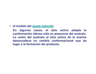 • el modelo del ajuste inducido
  En algunos casos, el sitio activo adopta la
  conformación idónea sólo en presencia del sustrato.
  La unión del sustrato al sitio activo de la enzima
  desencadena un cambio conformacional que da
  lugar a la formación del producto.
 