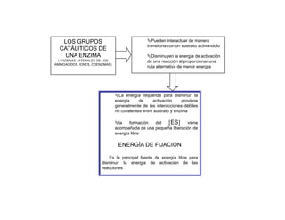 LOS GRUPOS                                       Pueden interactuar de manera
                                                 transitoria con un sustrato activándolo
  CATÁLITICOS DE
    UNA ENZIMA                                     Disminuyen la energía de activación
  ( CADENAS LATERALES DE LOS                     de una reacción al proporcionar una
AMINOACIDOS, IONES, COENZIMAS)
                                                 ruta alternativa de menor energía
                                                                               g




                                   La energía requerida para disminuir la
                                 energía     de     activación      proviene
                                 generalmente de las interacciones débiles
                                 no covalentes entre sustrato y enzima

                                   la   formación  del   [ES] viene
                                 acompañada de una pequeña liberación de
                                 energía libre

                                  ENERGÍA DE FIJACIÓN

                           Es la principal fuente de energía libre para
                        disminuir la energía de activación de las
                        reacciones
 