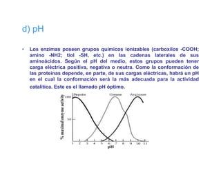 d) pH

•   Los enzimas poseen grupos químicos ionizables (carboxilos -COOH;
    amino -NH2; tiol -SH, etc.) en las cadenas laterales de sus
    aminoácidos. Según el pH del medio, estos grupos pueden tener
    carga eléctrica positiva, negativa o neutra. Como la conformación de
    las proteínas depende, en parte, de sus cargas eléctricas, habrá un pH
    en el cual la conformación será la más adecuada para la actividad
    catalítica. Este es el llamado pH óptimo.
 