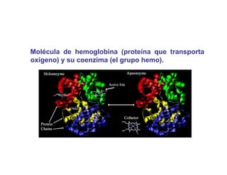 Molécula de hemoglobina (proteína que transporta
                  g        (p       q      p
oxígeno) y su coenzima (el grupo hemo).
 