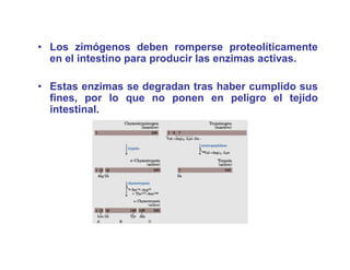 • Los zimógenos deben romperse proteolíticamente
  en el intestino para producir las enzimas activas.

• E t enzimas se d
  Estas       i    degradan t
                        d tras h b cumplido sus
                               haber     lid
  fines, por lo que no ponen en peligro el tejido
  intestinal.
 