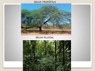 SELVA TROPÓFILA
SELVA PLUVIAL
 