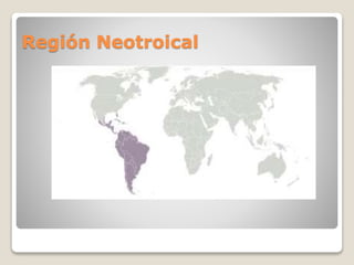 Región Neotroical
 