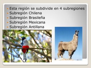  Esta región se subdivide en 4 subregiones
 Subregión Chilena
 Subregión Brasileña
 Subregión Mexicana
 Subregión Antillana
 