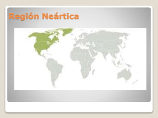 Región Neártica
 