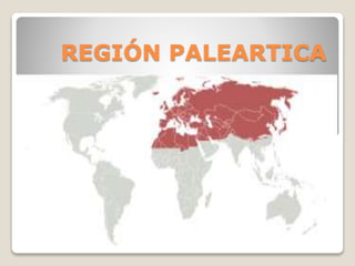 REGIÓN PALEARTICA
 