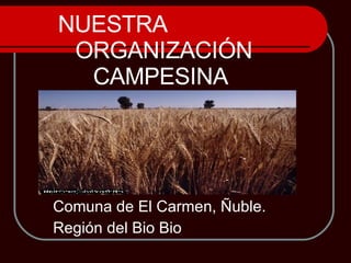 NUESTRA  ORGANIZACIÓN CAMPESINA  Comuna de El Carmen, Ñuble. Región del Bio Bio  