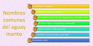 En quechua: Topotopo
En Aymara: Uchuba, cuchuva
En español: guinda serrana, aguaymanto, tomatillo, uvilla
En Perú: capulí o motojobobo embolsado
Bolivia: uchuva, uvilla, guchuba
Colombia: cereza de judas, topo-topo
Venezuela: uvilla
 