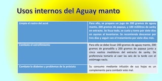Limpia el rostro del acné Para ello, se prepara un jugo de 200 gramos de aguay
manto, 200 gramos de papaya, y 100 mililitros de sanky
en extracto. Se licua todo, se cuela y toma por siete días
en ayunas al levantarse. Se recomienda descansar por
tres días y seguir con el tratamiento por siete días más.
Combate el estreñimiento Para ello se debe licuar 200 gramos de aguay manto, 200
gramos de granadilla y 200 gramos de papaya junto a
cinco vasitos medidores del extracto de sanky. De
preferencia tomarlo al caer las seis de la tarde con el
estómago vacío.
Combate la diabetes y problemas de la próstata Su consumo mediante infusión de sus hojas es un
complemento para combatir este mal.
 