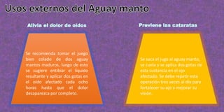 Se recomienda tomar el juego
bien colado de dos aguay
mantos maduros, luego de esto
se sugiere entibiar el líquido
resultante y aplicar dos gotas en
el oído afectado cada ocho
horas hasta que el dolor
desaparezca por completo.
Se saca el jugo al aguay manto,
se cuela y se aplica dos gotas de
esta sustancia en el ojo
afectado. Se debe repetir esta
operación tres veces al día para
fortalecer su ojo y mejorar su
visión.
Alivia el dolor de oídos Previene las cataratas
 