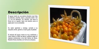 Descripción
El aguay manto es una planta silvestre cuya fruta
es redonda, amarilla, dulce y pequeña (entre 1,25
y 2 cm de diámetro). Su cáscara, que tiene la
forma de un capullo, tiene una textura como el
papel pero no es comestible.
Su sabor agridulce y amargo, sumado a su
exquisito aroma, genera un buen gusto al paladar.
El arbusto del aguay manto es muy ramificado y
crece hasta un metro de altura, pudiendo llegar en
mejores condiciones a los dos metros de altura.
Muestra flores amarillas con forma de campana.
 