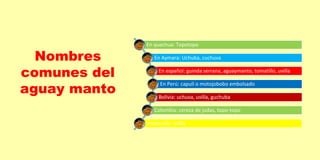 En quechua: Topotopo
En Aymara: Uchuba, cuchuva
En español: guinda serrana, aguaymanto, tomatillo, uvilla
En Perú: capulí o motojobobo embolsado
Bolivia: uchuva, uvilla, guchuba
Colombia: cereza de judas, topo-topo
Venezuela: uvilla
Nombres
comunes del
aguay manto
 