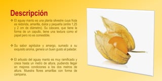 Descripción
 El aguay manto es una planta silvestre cuya fruta
es redonda, amarilla, dulce y pequeña (entre 1,25
y 2 cm de diámetro). Su cáscara, que tiene la
forma de un capullo, tiene una textura como el
papel pero no es comestible.
 Su sabor agridulce y amargo, sumado a su
exquisito aroma, genera un buen gusto al paladar.
 El arbusto del aguay manto es muy ramificado y
crece hasta un metro de altura, pudiendo llegar
en mejores condiciones a los dos metros de
altura. Muestra flores amarillas con forma de
campana.
 