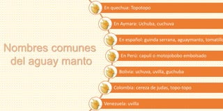 En quechua: Topotopo
En Aymara: Uchuba, cuchuva
En español: guinda serrana, aguaymanto, tomatillo
En Perú: capulí o motojobobo embolsado
Bolivia: uchuva, uvilla, guchuba
Colombia: cereza de judas, topo-topo
Venezuela: uvilla
Nombres comunes
del aguay manto
 