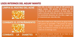 LIMPIA EL ROSTRO DEL ACNÉ Para ello, se prepara un jugo de 200 gramos de
aguay manto, 200 gramos de papaya, y 100
mililitros de sanky en extracto. Se licua todo, se
cuela y toma por siete días en ayunas al levantarse.
Se recomienda descansar por tres días y seguir con
el tratamiento por siete días más.
COMBATE EL ESTREÑIMIENTO Para ello se debe licuar 200 gramos de aguay manto,
200 gramos de granadilla y 200 gramos de papaya
junto a cinco vasitos medidores del extracto de
sanky. De preferencia tomarlo al caer las seis de la
tarde con el estómago vacío.
COMBATE LA DIABETES Y Su consumo mediante infusión de sus hojas es un
complemento para combatir este mal.
USOS INTERNOS DEL AGUAY MANTO
 
