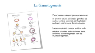 La Gametogenesis
Es un proceso meiótico que tiene la finalidad
de producir células sexuales o gametos, los
cuales, como ya sabemos, son haploides y
participan en el proceso de reproducción.
La gametogénesis humana se inicia en la
etapa de pubertad, en los hombres se le
denomina espermatogénesis y en las
mujeres ovogénesis.
 