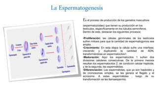 La Espermatogenesis
Es el proceso de producción de los gametos masculinos
(espermatozoides) que tienen su producción en los
testículos, específicamente en los túbulos seminíferos.
Dentro de este, destacan los siguientes procesos:
•Proliferación: las células germinales de los testículos
sufren mitosis para que la cantidad de espermatogonios sea
amplia.
•Crecimiento: En esta etapa la célula sufre una interfase,
creciendo y duplicando la cantidad de ADN,
transformándose en espermatocitos1.
•Maduración: Aquí los espermatocitos 1 sufren dos
divisiones celulares consecutivas. De la primera meiosis
resultan los espermatocitos 2, de condición celular haploide,
y de la segunda, las espermátidas.
•Diferenciación: Las espermátidas, que ya son haploides y
de cromosomas simples, se les genera el flagelo y el
acrosoma. A estas espermátidas , luego de su
transformación se les llamaespermio.
 