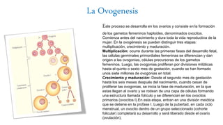 La Ovogenesis
Este proceso se desarrolla en los ovarios y consiste en la formación
de los gametos femeninos haploides, denominados ovocitos.
Comienza antes del nacimiento y dura toda la vida reproductiva de la
mujer. En la ovogénesis se pueden distinguir tres etapas:
multiplicación, crecimiento y maduración.
Multiplicación: ocurre durante las primeras fases del desarrollo fetal,
las células germinales primordiales femeninas se diferencian y dan
origen a las ovogonias, células precursoras de los gametos
femeninos. Luego, las ovogonias proliferan por divisiones mitóticas
hasta el quinto o sexto mes de gestación, cuando se han formado
unos siete millones de ovogonias en total.
Crecimiento y maduración: Desde el segundo mes de gestación
hasta los seis meses después del nacimiento, cuando cesan de
proliferar las ovogonias, se inicia la fase de maduración, en la que
estas llegan al ovario y se rodean de una capa de células formando
una estructura llamada folículo y se diferencian en los ovocitos
primarios (ovocitos I).En esta etapa, entran en una división meiótica
que se detiene en la profase I. Luego de la pubertad, en cada ciclo
menstrual, un ovocito dentro de un grupo seleccionado (cohorte
folicular) completará su desarrollo y será liberado desde el ovario
(ovulación).
 