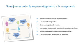Semejanzas entre la espermatogenesis y la ovogenesis
 Ambos son subprocesos de la gametogénesis.
 Los dos producen gametos.
 En ambos se produce la meiosis.
 Los dos son procesos de la reproducción sexual en mamíferos.
 Ambos procesos se producen dentro de las gónadas.
 Los dos inician sus fases a partir de la meiosis.
 