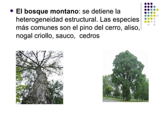 El bosque montano : se detiene la heterogeneidad estructural. Las especies más comunes son el pino del cerro, aliso, nogal criollo, sauco,  cedros 