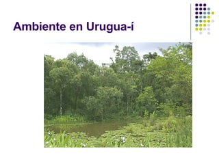 Ambiente en Urugua-í 