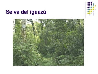 Selva del iguazú 