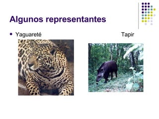 Algunos representantes Yaguareté  Tapir 