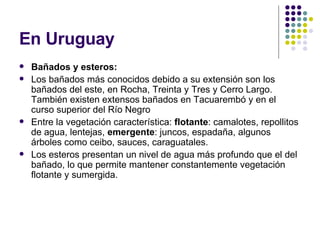 En Uruguay Bañados y esteros: Los bañados más conocidos debido a su extensión son los bañados del este, en Rocha, Treinta y Tres y Cerro Largo. También existen extensos bañados en Tacuarembó y en el curso superior del Río Negro  Entre la vegetación característica:  flotante : camalotes, repollitos de agua, lentejas,  emergente : juncos, espadaña, algunos árboles como ceibo, sauces, caraguatales. Los esteros presentan un nivel de agua más profundo que el del bañado, lo que permite mantener constantemente vegetación flotante y sumergida.  