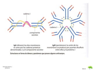 M.E.S 
Anticuerpos dimeros y 
pentameros 
 