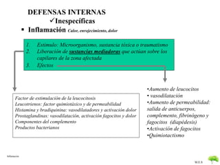 M.E.S 
Inflamacion 
DEFENSAS INTERNAS 
Inespecíficas 
 Inflamación Calor, enrojecimiento, dolor 
1. Estimulo: Microorganismo, sustancia tóxica o traumatismo 
2. Liberación de sustancias mediadoras que actúan sobre los 
capilares de la zona afectada 
3. Efectos 
Factor de estimulación de la leucocitosis 
Leucotrienos: factor quimiotáxico y de permeabilidad 
Histamina y bradiquinina: vasodilatadores y activación dolor 
Prostaglandinas: vasodilatación, activación fagocitos y dolor 
Componentes del complemento 
Productos bacterianos 
•Aumento de leucocitos 
• vasodilatación 
•Aumento de permeabilidad: 
salida de anticuerpos, 
complemento, fibrinógeno y 
fagocitos (diapédesis) 
•Activación de fagocitos 
•Quimiotactismo 
 