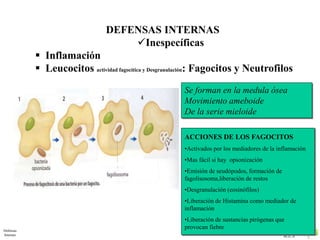 M.E.S 
Defensas 
Internas 
DEFENSAS INTERNAS 
Inespecíficas 
 Inflamación 
 Leucocitos actividad fagocítica y Desgranulación: Fagocitos y Neutrofilos 
Se forman en la medula ósea 
Movimiento ameboide 
De la serie mieloide 
ACCIONES DE LOS FAGOCITOS 
•Activados por los mediadores de la inflamación 
•Mas fácil si hay opsonización 
•Emisión de seudópodos, formación de 
fagolisosoma,liberación de restos 
•Desgranulación (eosinófilos) 
•Liberación de Histamina como mediador de 
inflamación 
•Liberación de sustancias pirógenas que 
provocan fiebre 
 