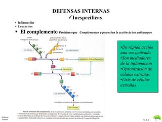 M.E.S 
Defensas 
Internas 
DEFENSAS INTERNAS 
Inespecíficas 
 Inflamación 
 Leucocitos 
 El complemento Proteínas que Complementan y potencian la acción de los anticuerpos 
•De rápida acción 
una vez activado 
•Son mediadores 
de la inflamación 
•Opsonización de 
células extrañas 
•Lisis de células 
extrañas 
 