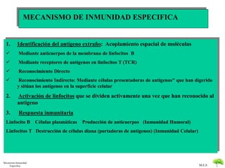  Reconocimiento Indirecto: Mediante células presentadoras de antígenos" que han digerido 
2. Activación de linfocitos que se dividen activamente una vez que han reconocido al 
M.E.S 
1. Identificación del antígeno extraño: Acoplamiento espacial de moléculas 
 Mediante anticuerpos de la membrana de linfocitos B 
 Mediante receptores de antígenos en linfocitos T (TCR) 
 Reconocimiento Directo 
y sitúan los antígenos en la superficie celular 
antígeno 
3. Respuesta inmunitaria 
Linfocito B Células plasmáticas Producción de anticuerpos (Inmunidad Humoral) 
Linfocitos T Destrucción de células diana (portadoras de antígenos) (Inmunidad Celular) 
Mecanismo Inmunidad 
Especifica 
MECANISMO DE INMUNIDAD ESPECIFICA 
 
