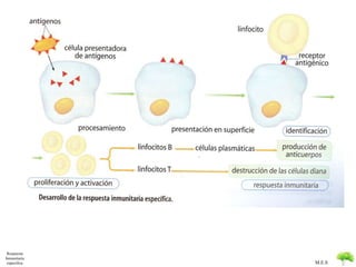 M.E.S 
Respuesta 
Inmunitaria 
especifica 
 