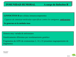 INMUNIDAD HUMORAL A cargo de linfocitos B 
LINFOCITOS B son células inmunocompetentes 
Capaces de sintetizar moléculas especificas contra los antígenos, anticuerpos 
Síntesis muy variada de anticuerpos 
Genéticamente diferentes por reordenamiento genético 
Fragmentos de ADN de cromosomas 2, 14 y 22 presentan reagrupamiento de 
fragmentos 
M.E.S 
Se generan en la médula ósea 
INMUNIDAD 
HUMORAL 
 