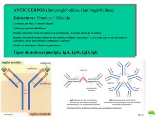 M.E.S 
ANTICUERPOS (Inmunoglobulinas, Gammaglobulinas) 
Estructura: Proteína + Glúcido 
2 cadenas pesadas, 2 cadenas ligeras 
Unión por puentes disulfuros 
Región constante: Zona de unión a las membranas. Extremo ácido de la cadena 
Región variable:Extremo amino de las cadenas.Se llama “paratopo” y es la zona que se une de manera 
especifica con el determinante antigénico o epítopo 
Puede ser monómero, dímero o pentámero 
Tipos de anticuerpos:IgG, IgA, IgM, IgD, IgE 
Anticuerpos 
 