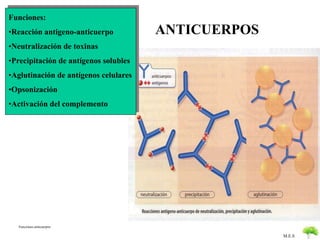 M.E.S 
Funciones: 
•Reacción antigeno-anticuerpo 
•Neutralización de toxinas 
•Precipitación de antígenos solubles 
•Aglutinación de antígenos celulares 
•Opsonización 
•Activación del complemento 
Funciones anticuerpos 
ANTICUERPOS 
 