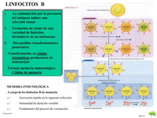 M.E.S 
LINFOCITOS B 
1. La estimulación por la presencia 
Linfocitos B 
del antígeno induce una 
selección clonal 
2. Formación de clones de una 
variedad de linfocitos 
formadores de un anticuerpo 
3. Dos posibles transformaciones 
posteriores: 
Transformación en células 
plasmáticas productoras de 
anticuerpos 
Forman memoria inmunológica. 
Células de memoria 
MEMORIA INMUNOLÓGICA 
A cargo de los linfocitos B de memoria 
$ Activación rápida en la siguiente infección 
$ Inmunidad de duración variable 
$ Fundamento del proceso de vacunación 
 