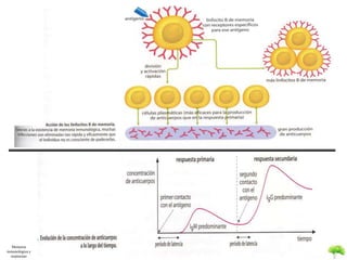 M.E.S 
Memoria 
inmunológica y 
respuestas 
 