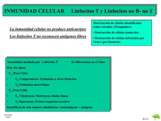 INMUNIDAD CELULAR Linfocitos T y Linfocitos no B- no T 
M.E.S 
Inmunidad mediada por Linfocitos T Se diferencian en el Timo 
Hay dos tipos: 
T4 (Prot CD4) 
• TH Cooperadores: Estimulan a otros linfocitos 
• TD Estimulan macrofagos 
T8 (Prot CD8) 
• TC Citotóxicos: Destruyen células diana 
• TS Supresores: Evitan respuesta excesiva 
Identifican de una manera simultánea:Autoantígeno + antígeno 
•Destrucción de células identificadas 
como extrañas. (Trasplantes) 
• Destrucción de células tumorales 
• Destrucción de células infectadas por 
virus o por bacterias 
La inmunidad celular no produce anticuerpos 
Los linfocitos T no reconocen antígenos libres 
Inmunidad 
celular 
 