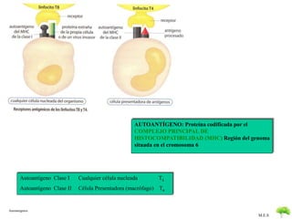 AUTOANTÍGENO: Proteína codificada por el 
COMPLEJO PRINCIPAL DE 
HISTOCOMPATIBILIDAD (MHC) Región del genoma 
situada en el cromosoma 6 
M.E.S 
Autoantígeno Clase I Cualquier célula nucleada T8 
Autoantígeno Clase II Célula Presentadora (macrófago) T4 
Autoantigenos 
 
