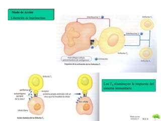 M.E.S 
Modo de Acción 
Liberación de Interleucinas 
Los TS disminuyen la respuesta del 
sistema inmunitario 
Modo accion 
linfocitos T 
 